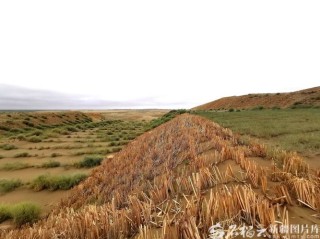 新疆治沙与致富相结合 实现旅游收入1.5亿元