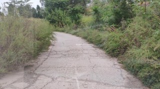 路旁的草