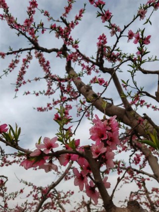 芳菲尽