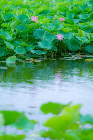 千亩荷塘万般景