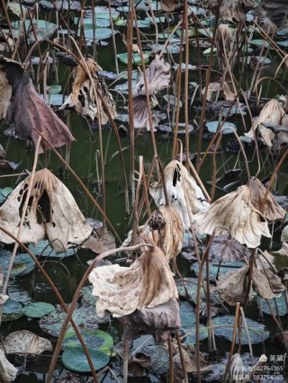 秋池残荷