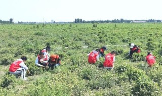 “启航”三下乡，呈现最美的姿态