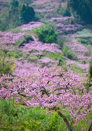 河岸的桃花开了