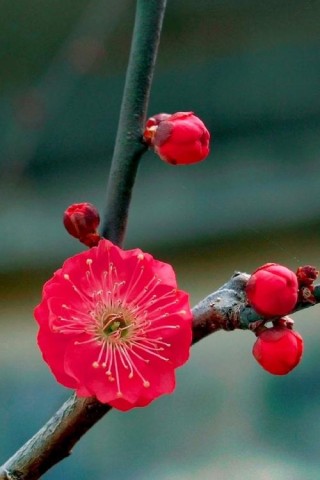 一纸梅花耀眼明