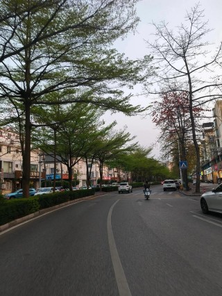 夏天的一条街道