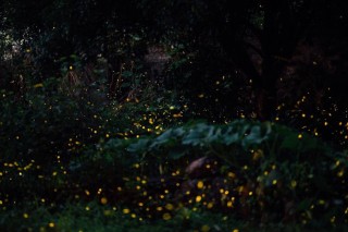 仲夏的夜