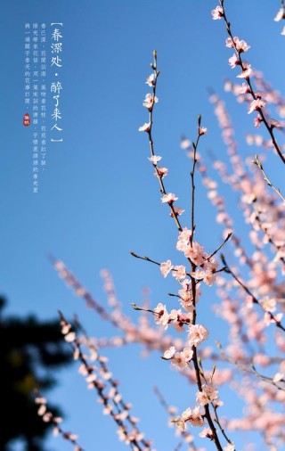 春深处，醉了来人