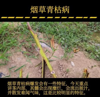 枯枝上缘绿了几片叶