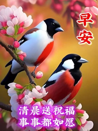 早安心语丨 阳光洒窗台 鸟儿枝头唱 愿你新的一天充满希望和美好！
