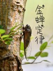 金蝉定律