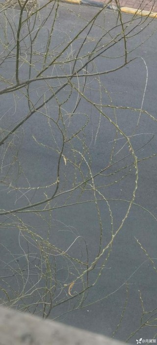 北方的春天很短