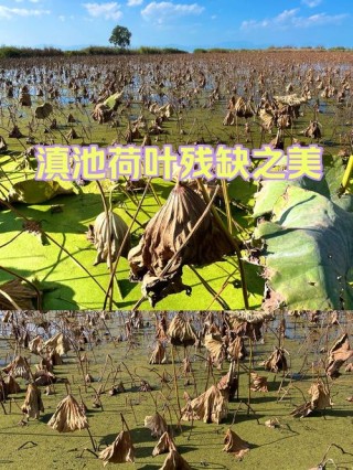 残缺之前，找到自己美的地方