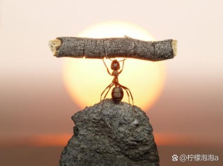 困境创造成功