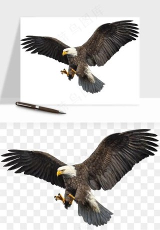 雄鹰小时候也叫菜鸟