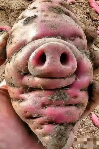 小猪种瓜