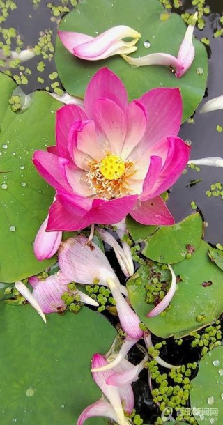 青岛大胡子老头20年与莲为伴 他拍的荷花大片仙气飘飘