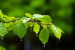我不喜欢下雨，但我喜欢听雨声，就像我是一个爱笑的人，