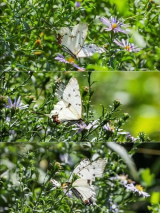 菜花田里蝶翻飞