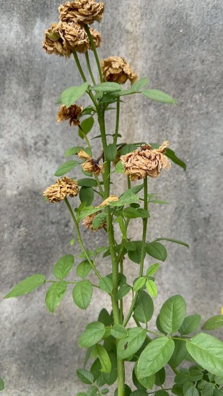 鲜花也终将枯萎