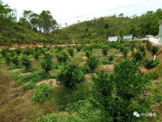 云南会泽小核桃托起了“生态产业、绿色富民”的翅膀