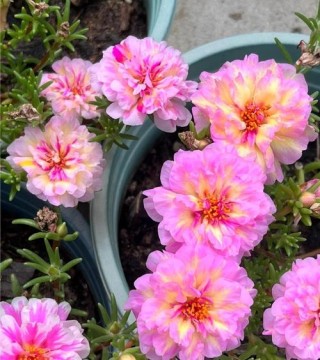 生如夏花，美如夏花