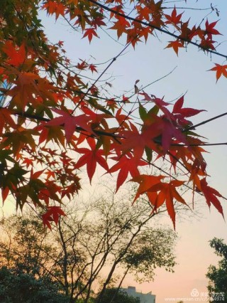 落在华林深处的佳意