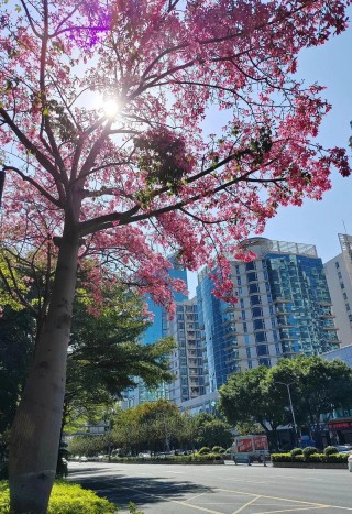 异木棉开了，上班的路上平添靓亮风景