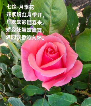 又到花香醉人时
