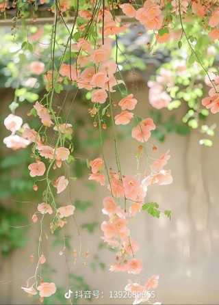 花开花落，又是一年盛夏