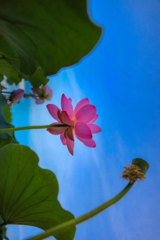 盛夏中的美丽