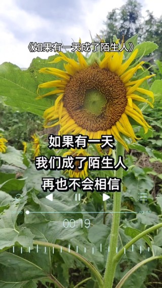 如果有一天，我们变得陌生了