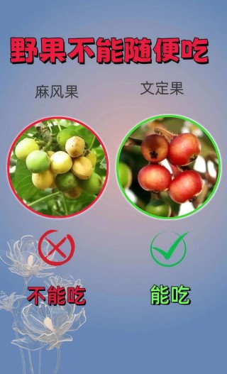 果子语录：一百五十二