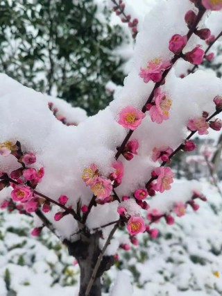 桃花雪，梨花落