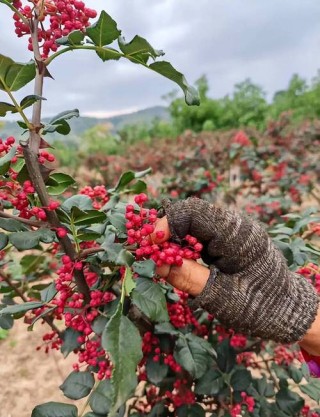 甘肃灵台姚志梯田上种植花椒 保守算亩产近万元