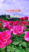 心中的玫瑰