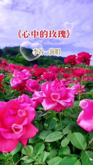 心中的玫瑰