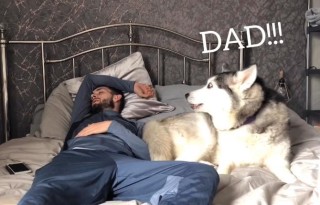 路过心上的哈士奇语录 《路过心上的哈士奇》读后感