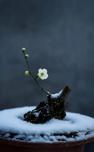 雪花愁