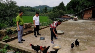 江苏新集张辉，开拓林业种植新路子，点燃致富新希望