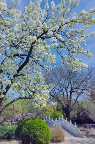 一树梨花，温婉馨香