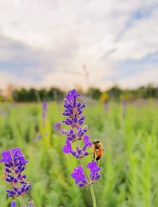 八月薰衣草