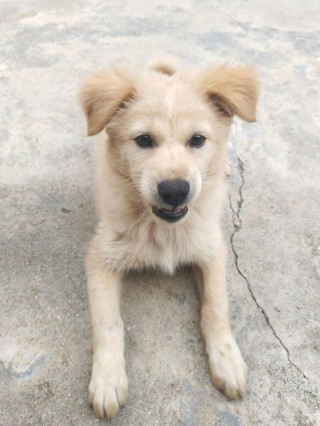 怎么不是七只狗？