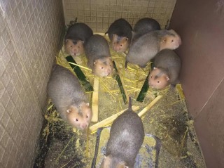 养竹鼠成本低、技术难度小、赚钱快