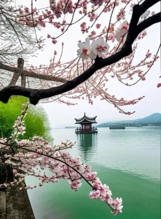 丹桂含香游西湖