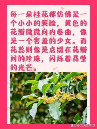 文人笔下描写桂花的句子，香彻整个秋天