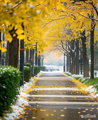 那年冬季你和树站成一道风景