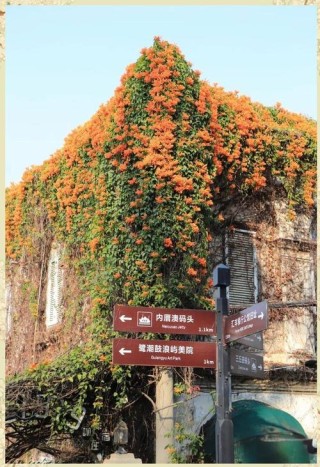 鼓浪屿，你的朵朵浪花激起了片片柔情