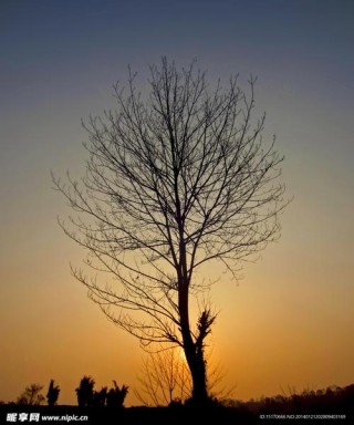 夕阳下的影望：第四章