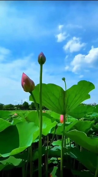 秋日清幽，心如静莲