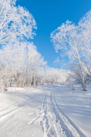 冬天的雪